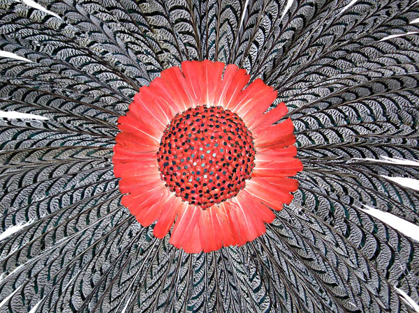 Zebra Mandala